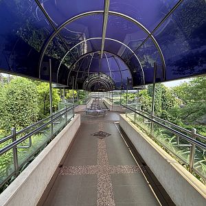 Gorilla Exhibit - walkway