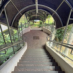 Gorilla Exhibit - walkway