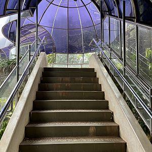 Gorilla Exhibit - walkway