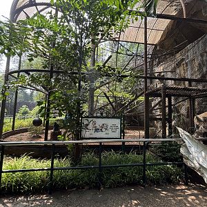 Silvery Gibbon Exhibit #3