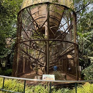 Muller’s Gibbon Exhibit #2