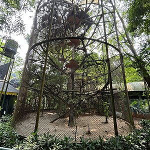 Silvery Gibbon Exhibit #4