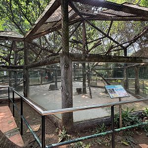 Silvery Lutung Exhibit #3