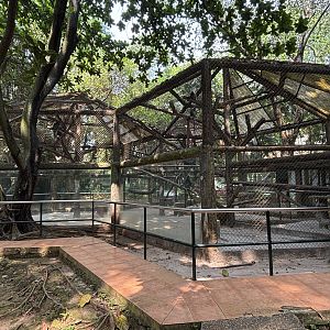 Silvery Lutung Exhibit #3