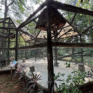 East Javan Langur Exhibit #6