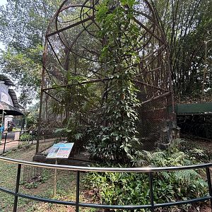 Javan Surili Exhibit #2