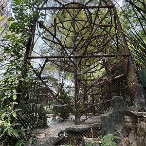 Javan Surili Exhibit #2