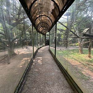 Mitered Surili + Proboscis Monkey Exhibits