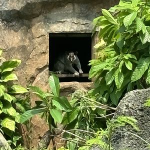 Grizzled Tree Kangaroo