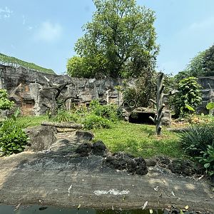 Grizzled Tree Kangaroo Exhibit