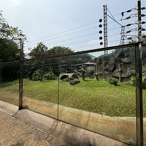 Sulawesi Crested Macaque Exhibit