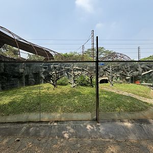 Sulawesi Crested Macaque Exhibit