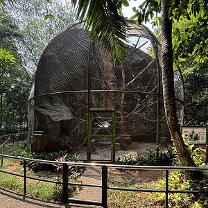 Silvery Gibbon Exhibit #5