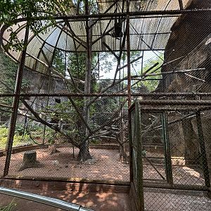 Silvery Gibbon Exhibit #5