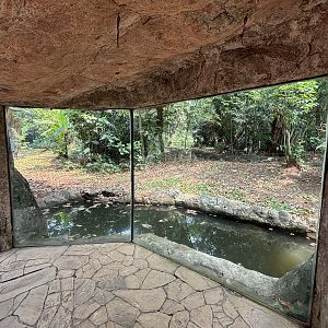 Orangutan Exhibit View #3