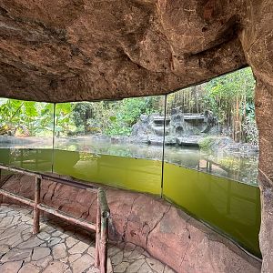 Orangutan Exhibit View #4