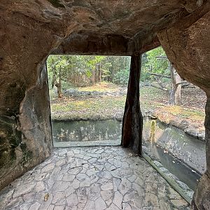 Orangutan Exhibit View #5