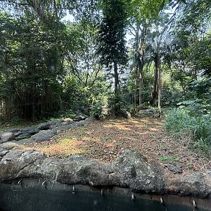 Orangutan Exhibit View #6