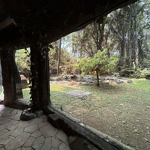 Orangutan Exhibit View #7