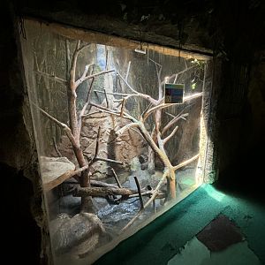 Sunda Porcupine Exhibit #1