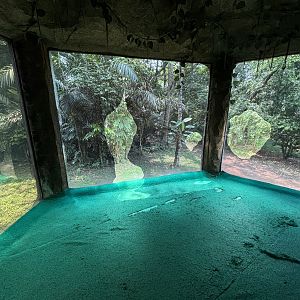 Orangutan Exhibit View #8