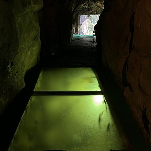 Orangutan Exhibit - tunnel pathway