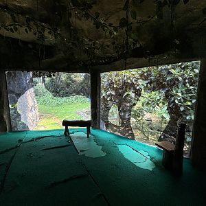 Orangutan Exhibit View #9