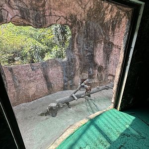 Orangutan Exhibit View #11 - baby orang