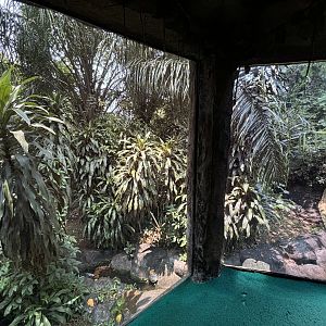 Orangutan Exhibit View #13