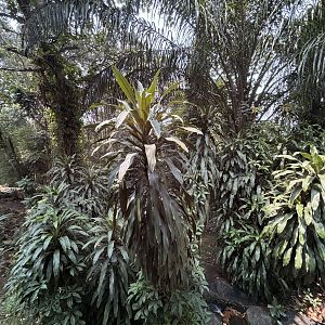 Wow! Orangutan Exhibit View #14