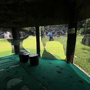Orangutan Exhibit View #15