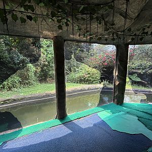 Orangutan Exhibit View #16