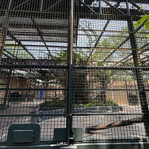 Gorilla Exhibit - side yard