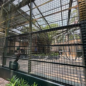 Gorilla Exhibit - side yard