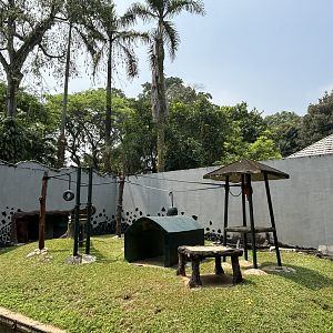 Orangutan Exhibit #4 - Bornean