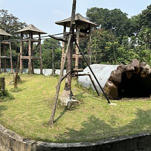 Orangutan Exhibit #5 - Bornean