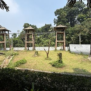 Orangutan Exhibit #5 - Bornean