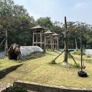 Orangutan Exhibit #5 - Bornean