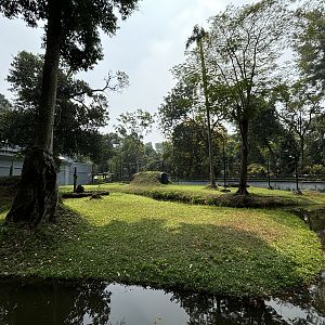 Orangutan Exhibit #6 - Bornean