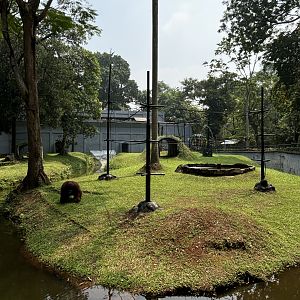 Orangutan Exhibit #7 - Bornean