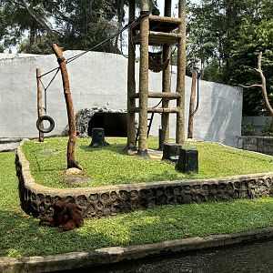 Orangutan Exhibit #8 - Sumatran