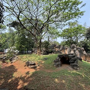 American Black Bear Exhibit