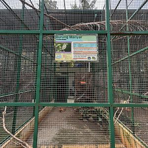 Streaked Weaver Aviary