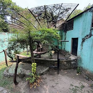 Binturong Exhibit #3