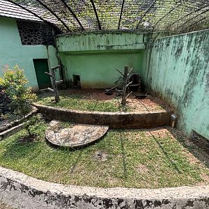 Sunda Porcupine Exhibit #2