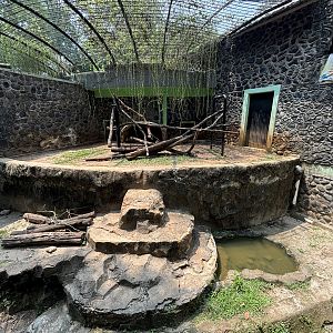 Sun Bear Exhibit #15