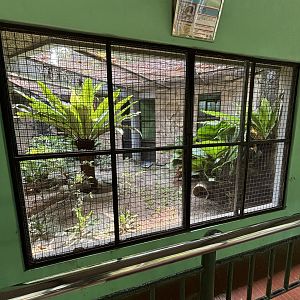 Javan Mouse Deer Exhibit #1