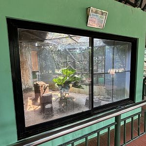 Sunda Pangolin Exhibit