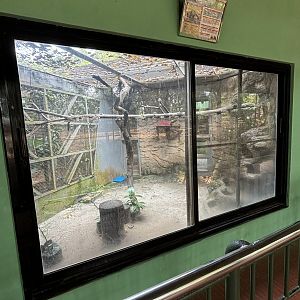 Asian Palm Civet Exhibit #1