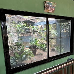 Javan Mouse Deer Exhibit #2